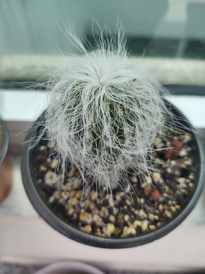 Cephalocereus senilis bark