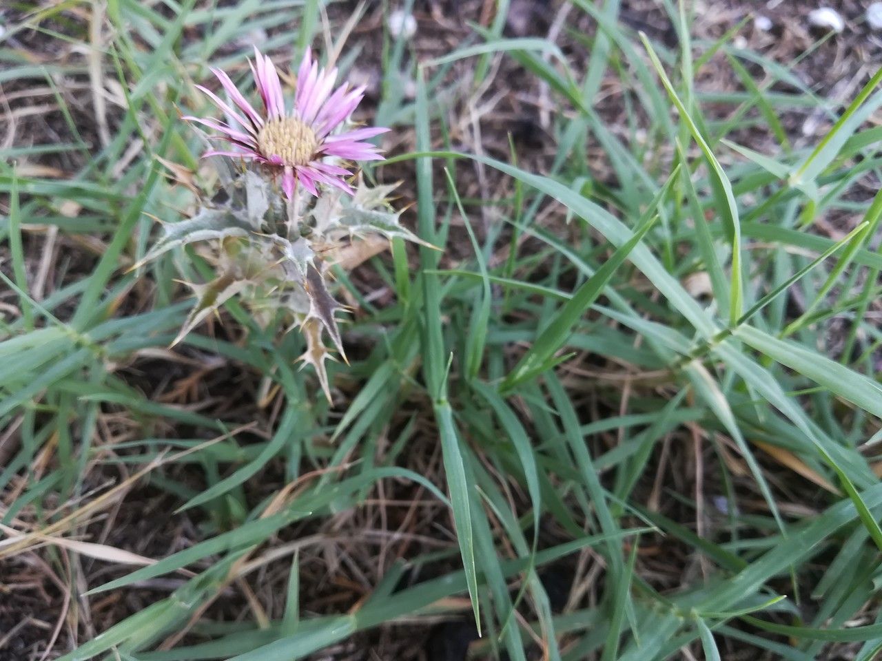 Carlina lanata flower