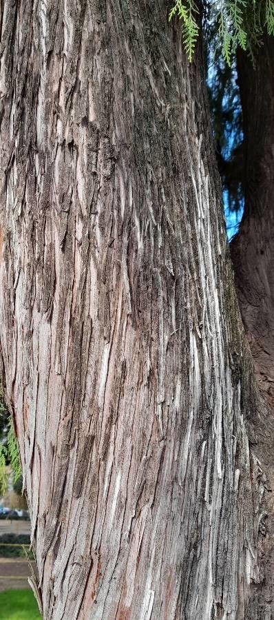 Cupressus funebris bark