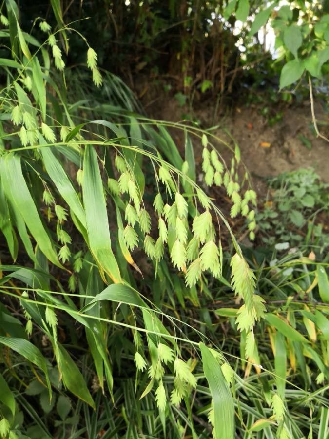 Bromus secalinus fruit