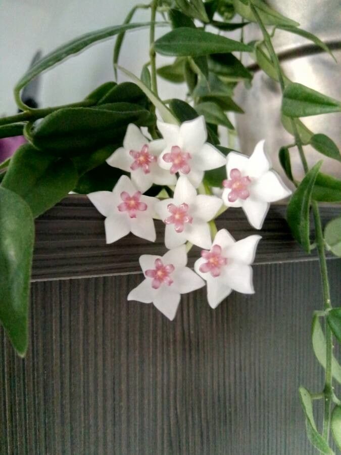 Hoya lanceolata flower