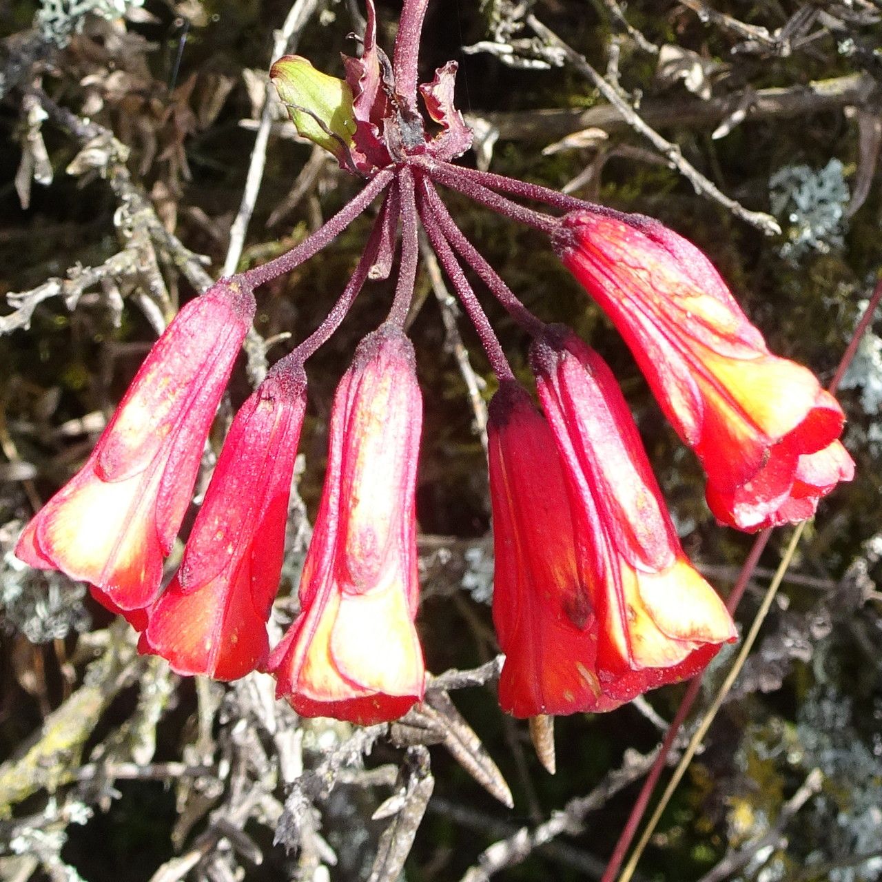 Bomarea crassifolia flower