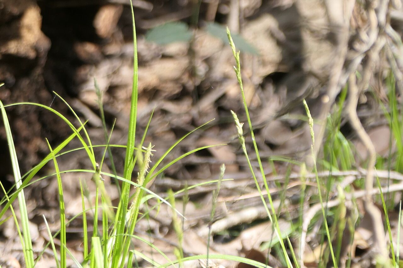 Carex bromoides flower