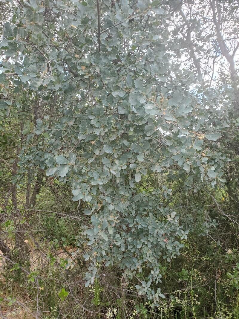 Quercus douglasii leaf