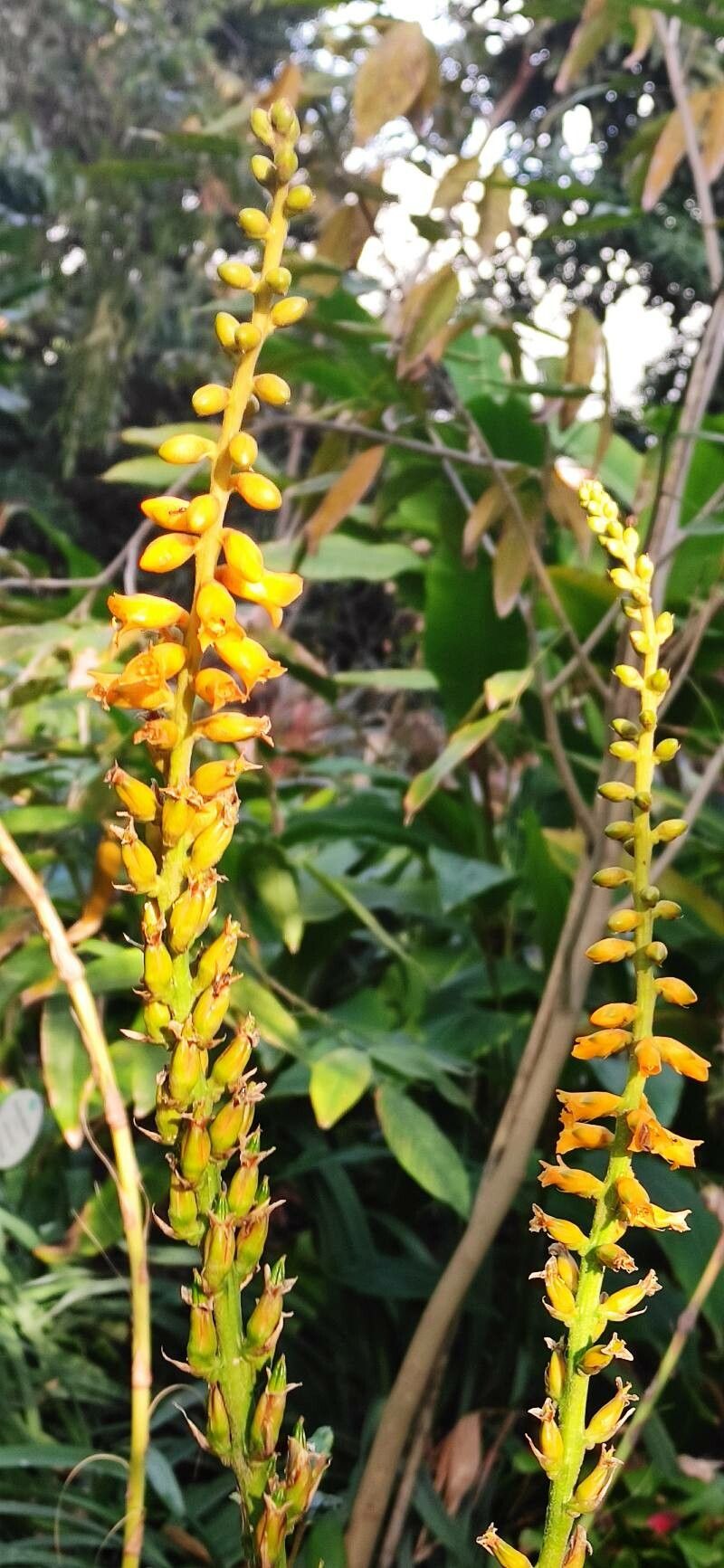 Dyckia remotiflora flower
