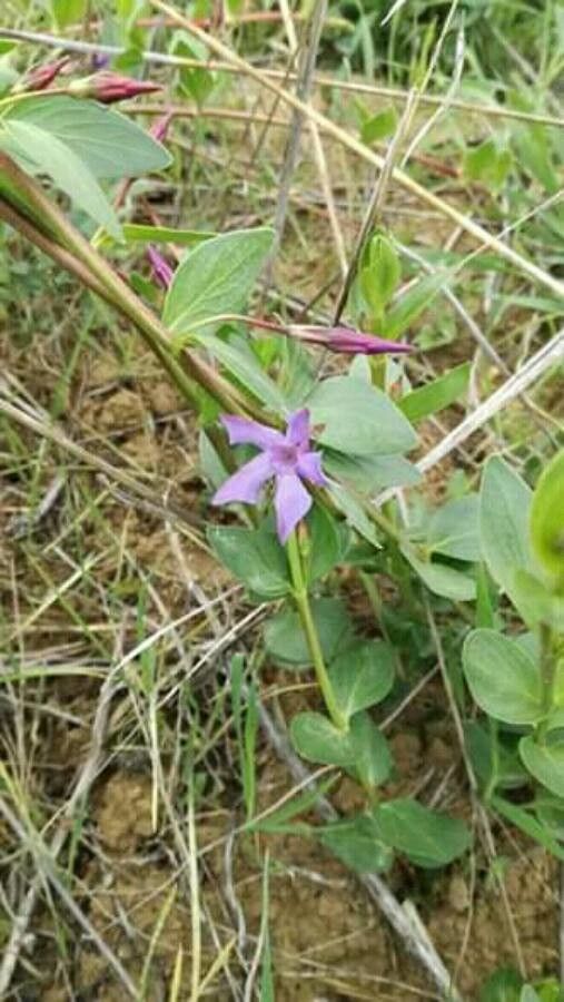 Vinca herbacea leaf