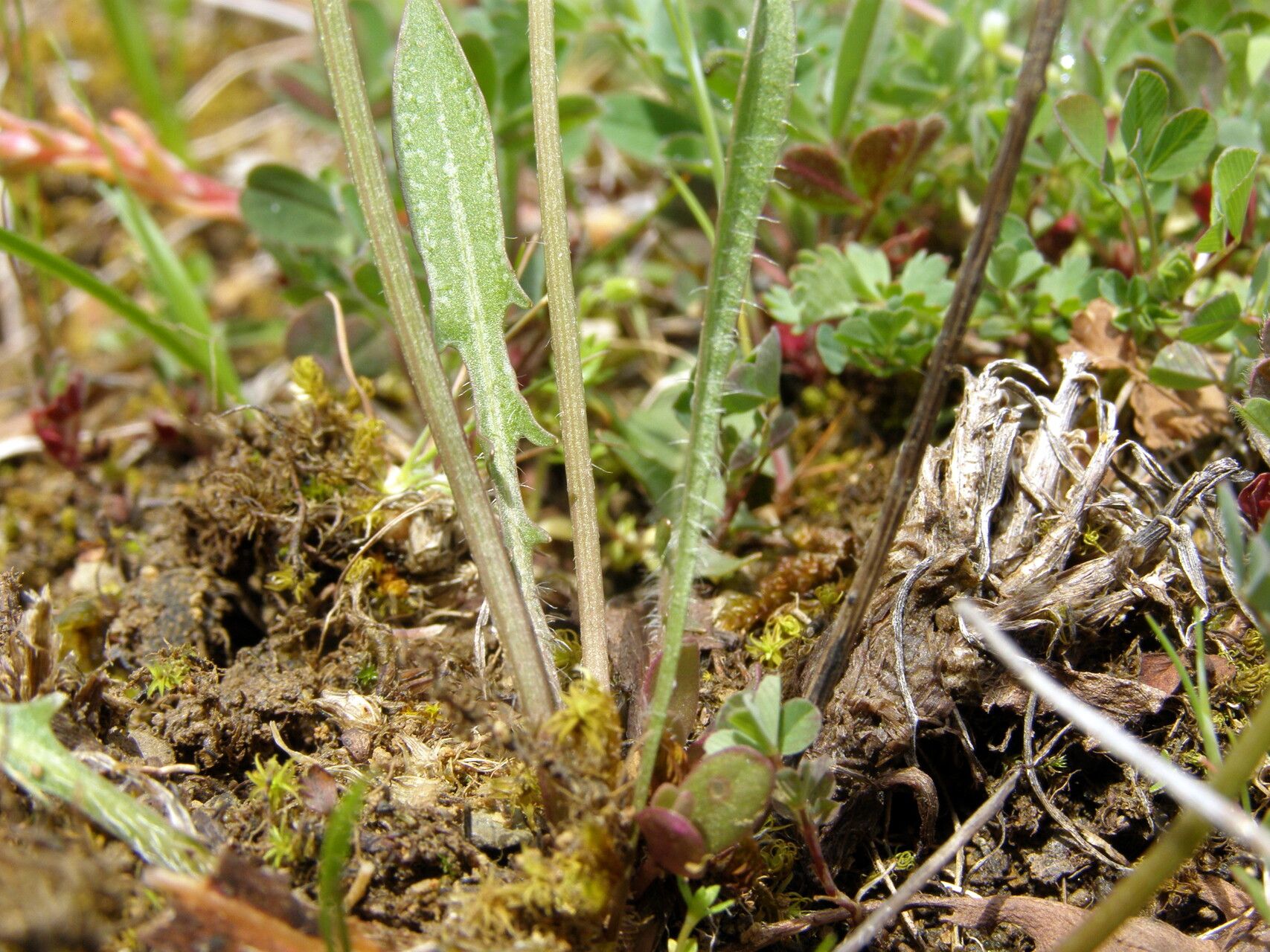 Scorzoneroides cichoriacea — related species from the same genus