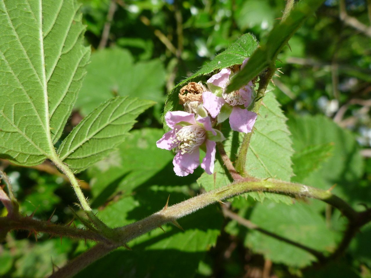 Rubus scabripes flower