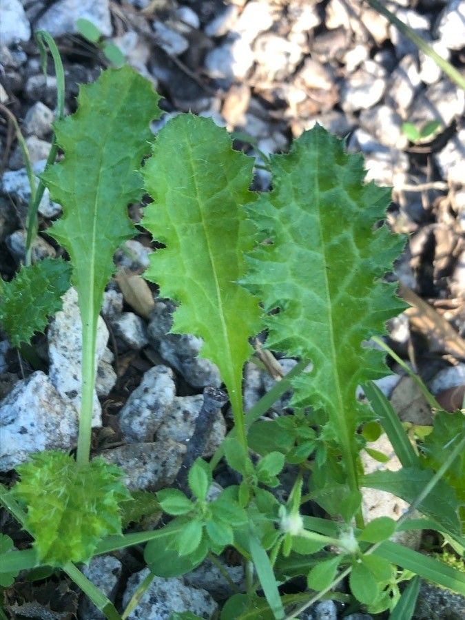 Tyrimnus leucographus — search result for 'Ecuador'