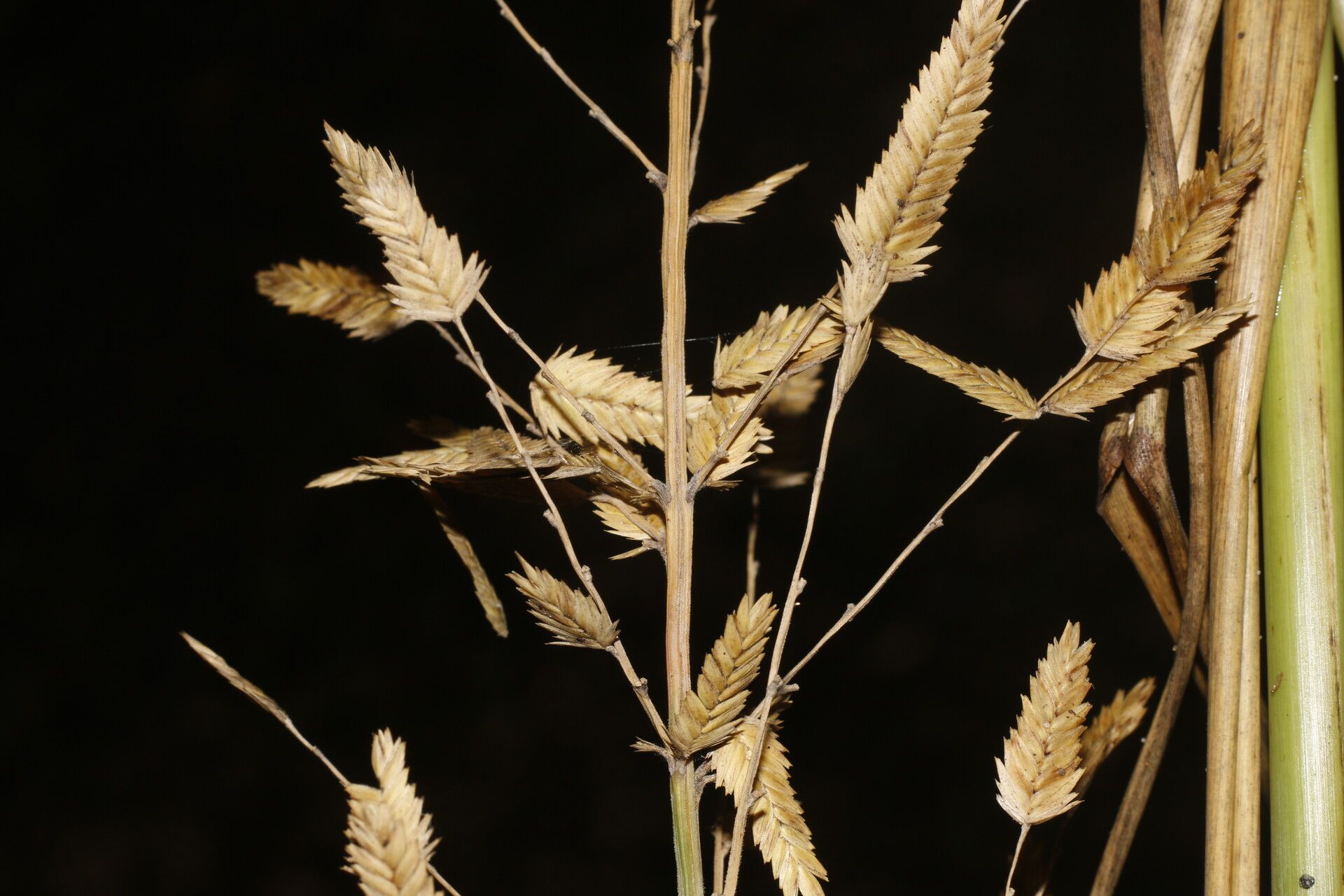 Uniola pittieri — related species from the same genus