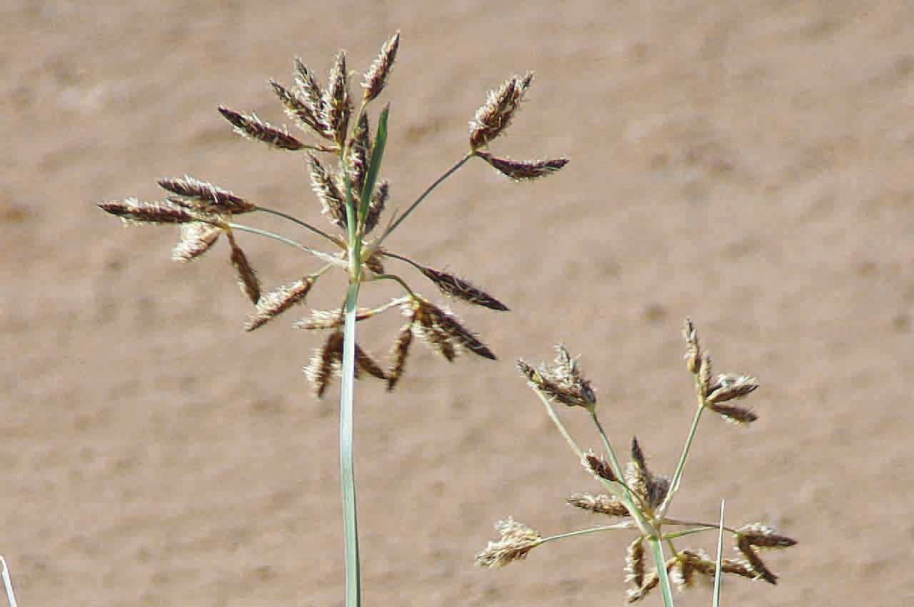 Bolboschoenus glaucus fruit