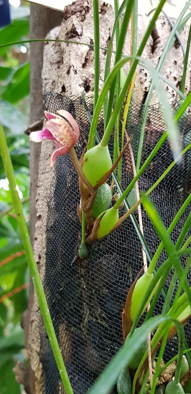 Maxillaria sanguinea flower