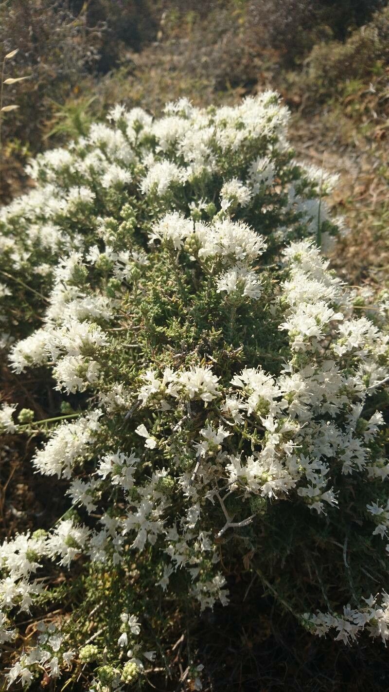 Cressa cretica flower