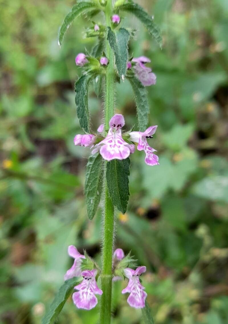 Stachys gilliesii flower