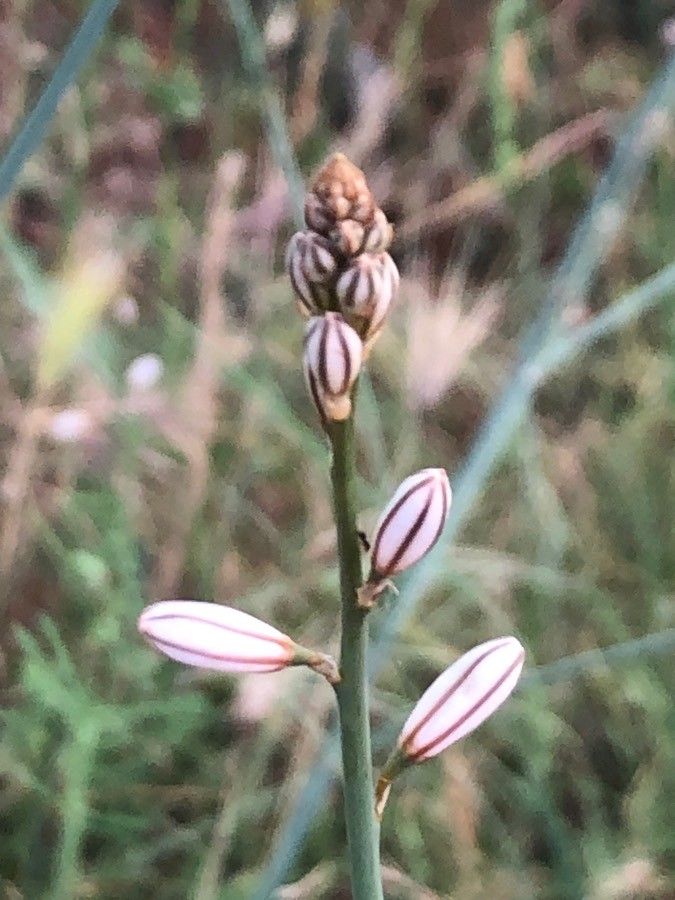 Asphodelus fistulosus fruit