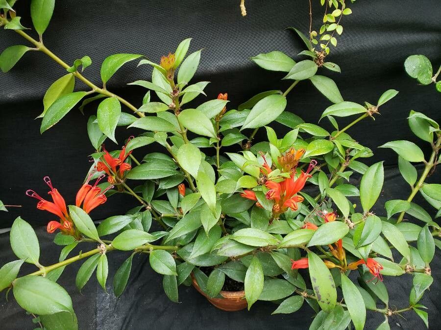 Aeschynanthus everettianus habit