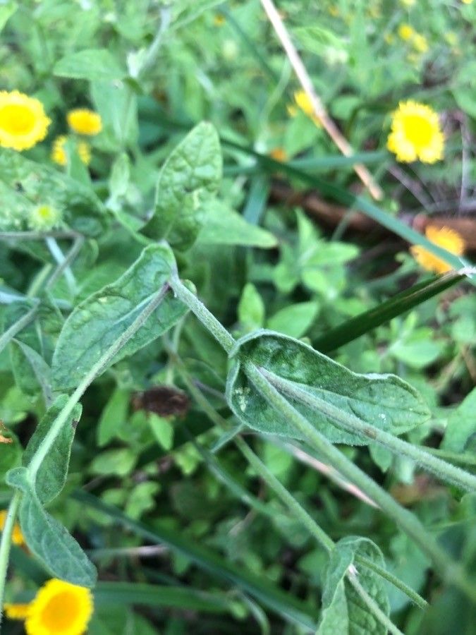 Pulicaria dysenterica leaf
