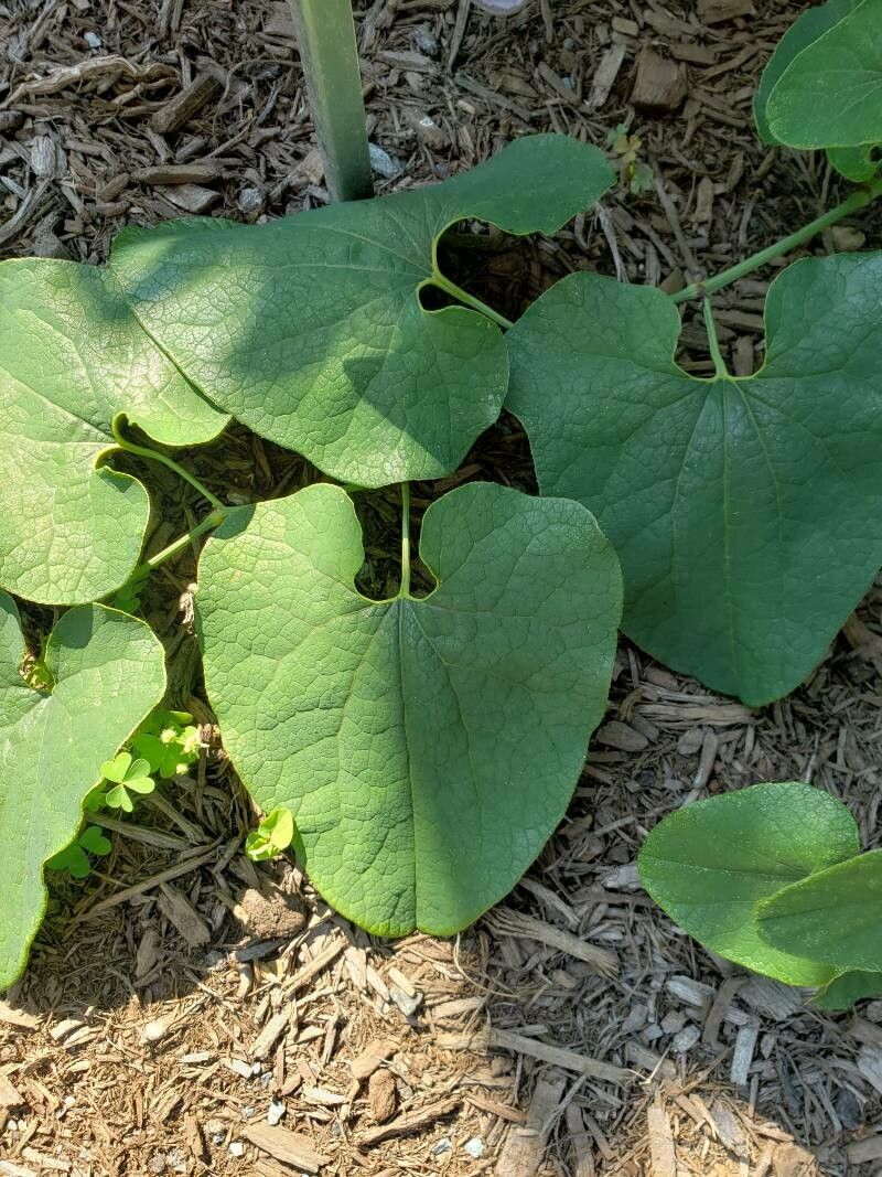 Aristolochia macrophylla