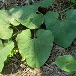 Aristolochia macrophylla