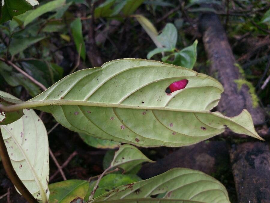 Drymonia coccinea — related species from the same genus