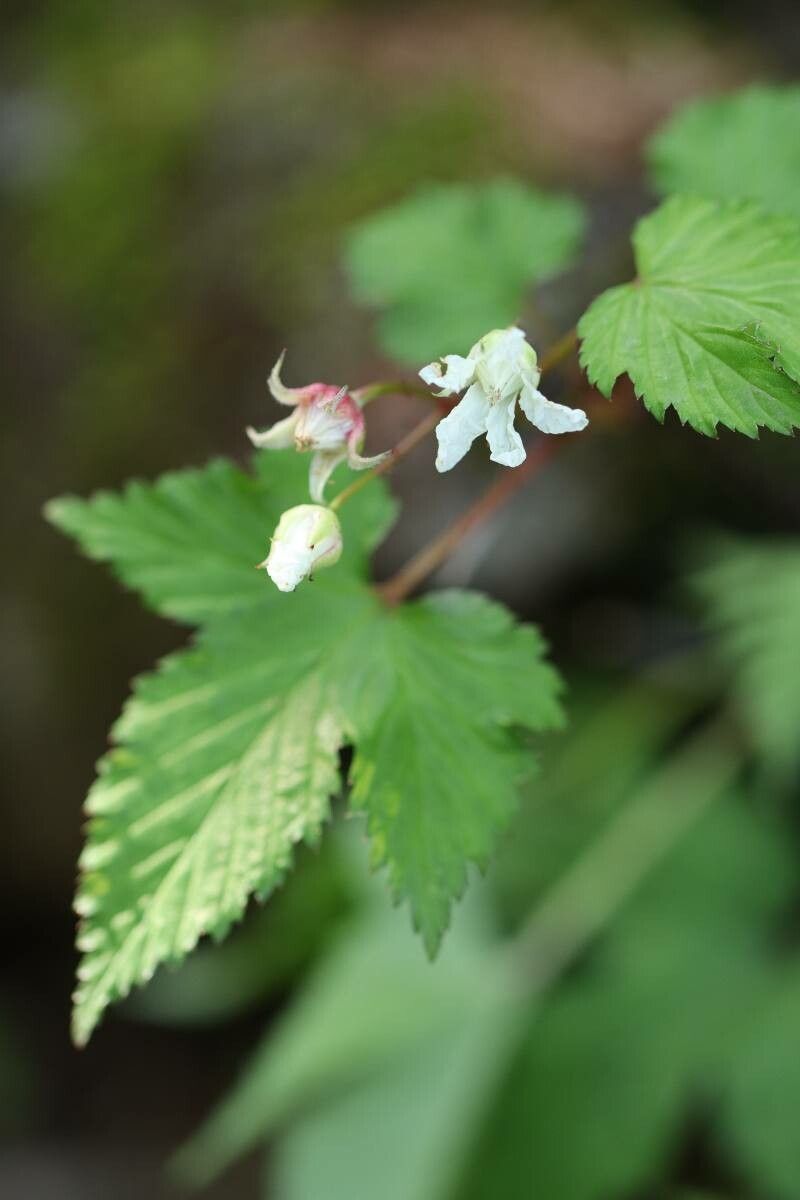 Rubus conduplicatus — houseplant care guide