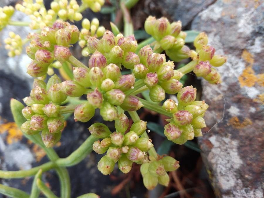 Crithmum maritimum fruit