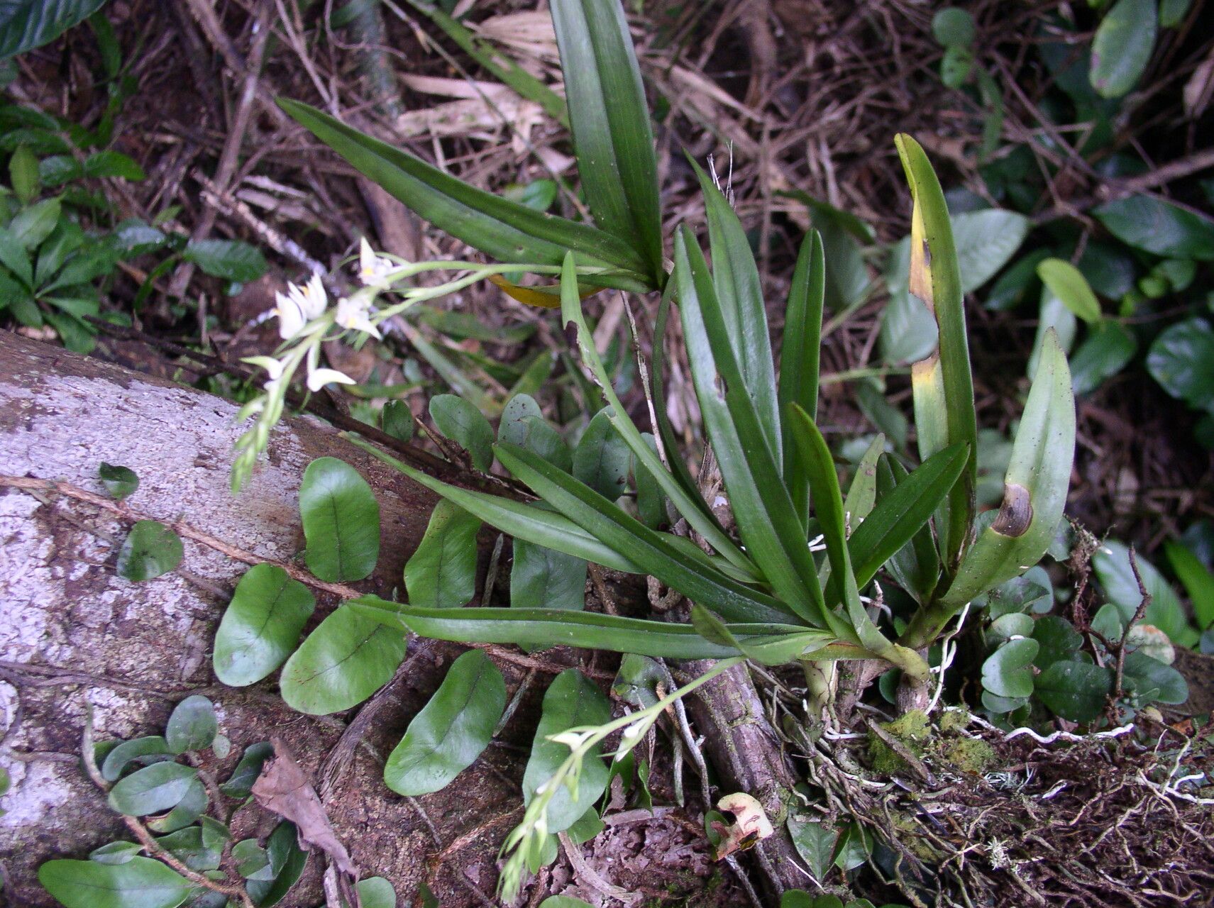 Polystachya laurentii habit