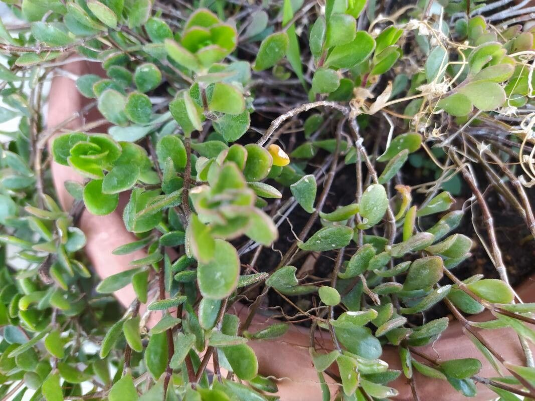 Bryophyllum manginii leaf