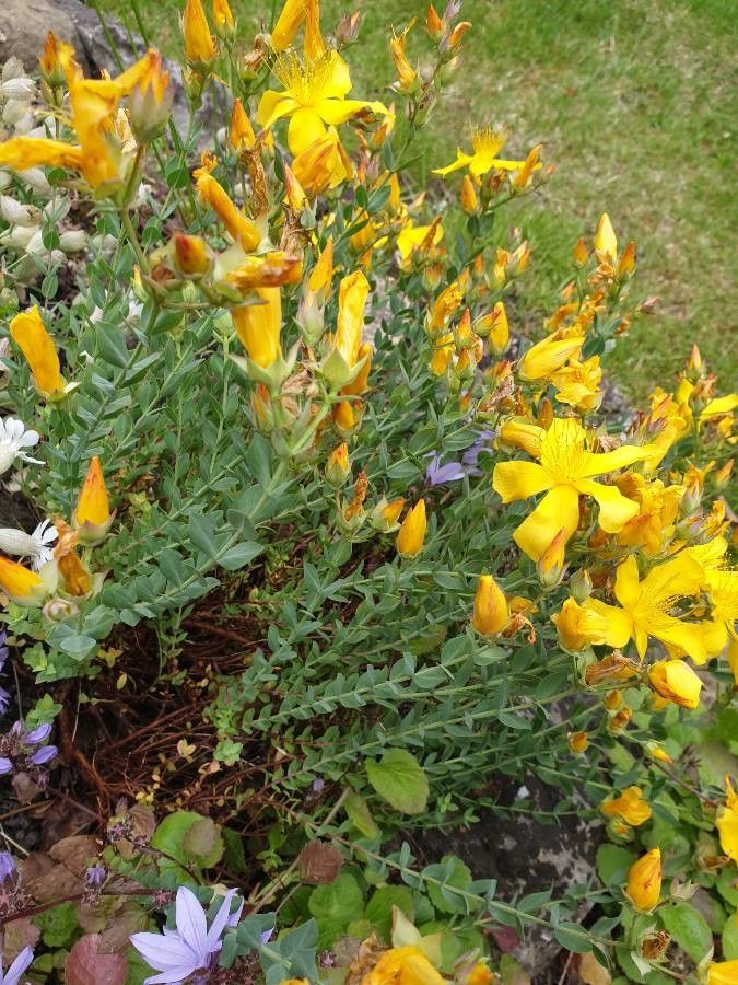 Hypericum fragile — houseplant care guide