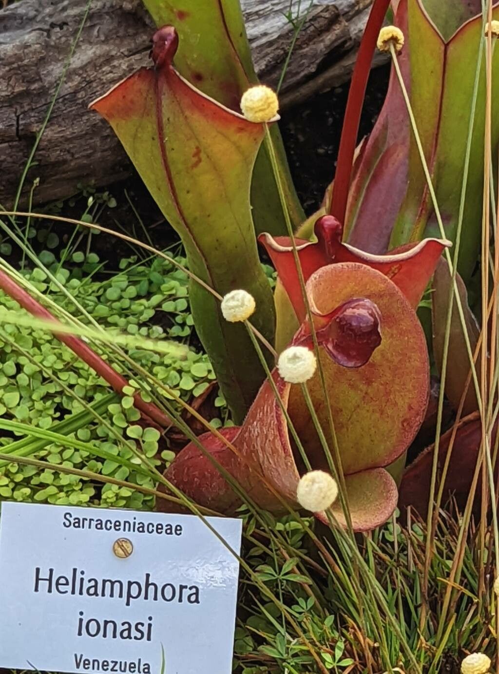 Heliamphora ionasi other