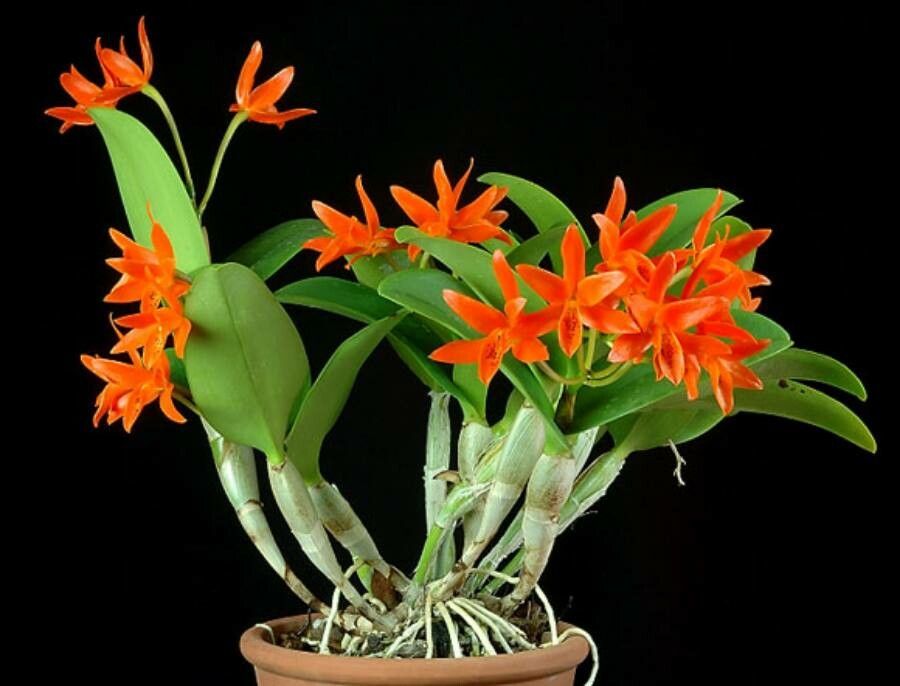 Guarianthe aurantiaca habit