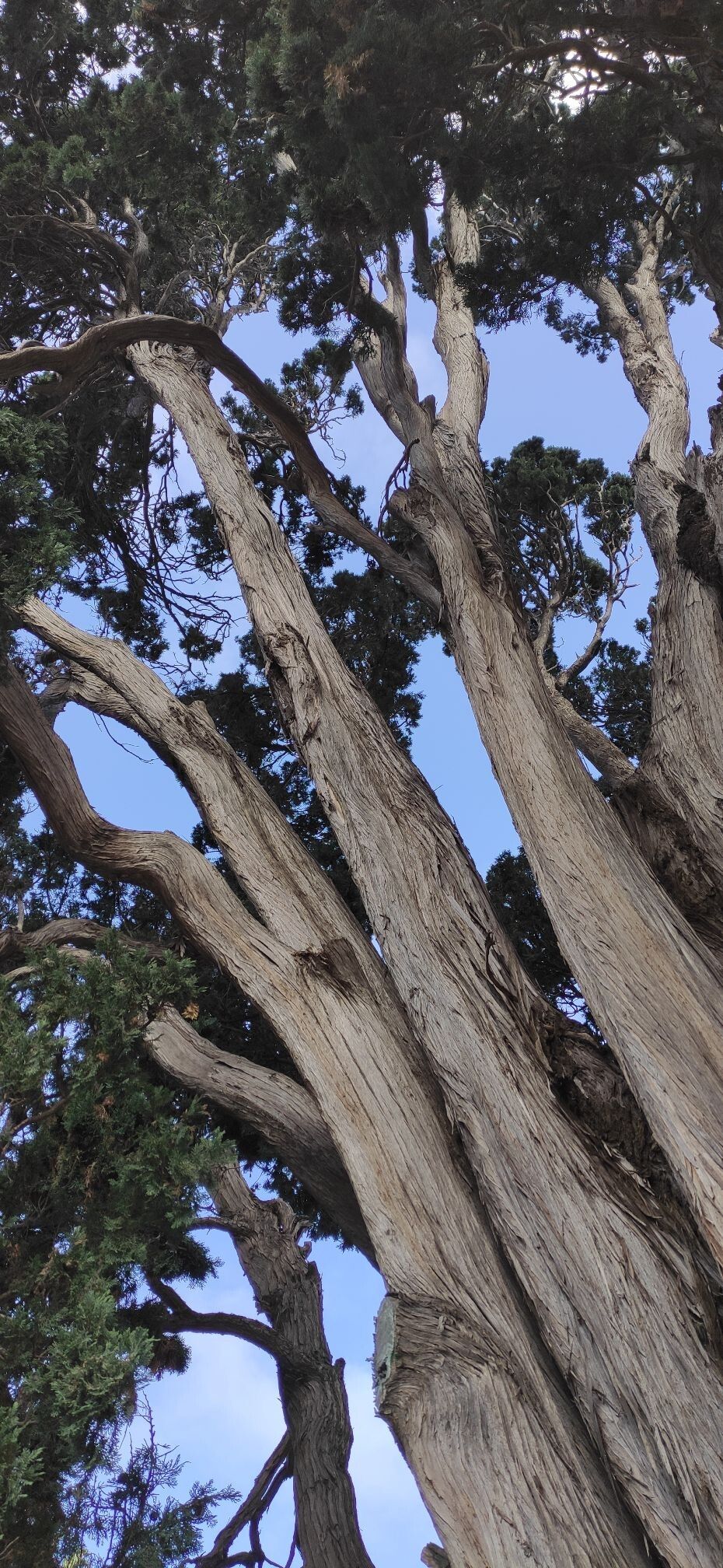 Hesperocyparis benthamii habit