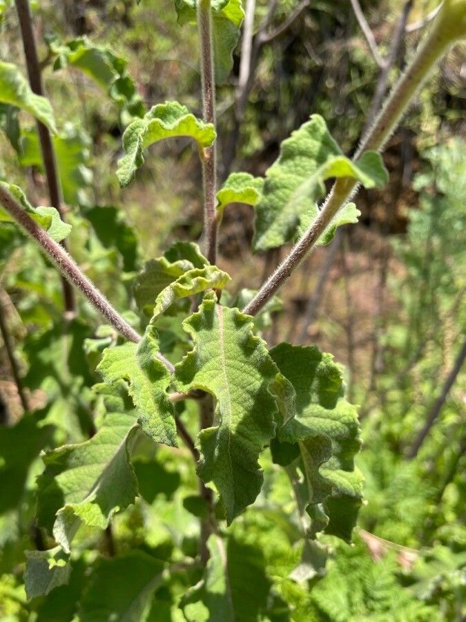 Baccharoides lasiopus — houseplant care guide