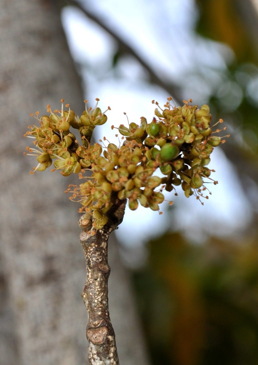Doratoxylon apetalum flower