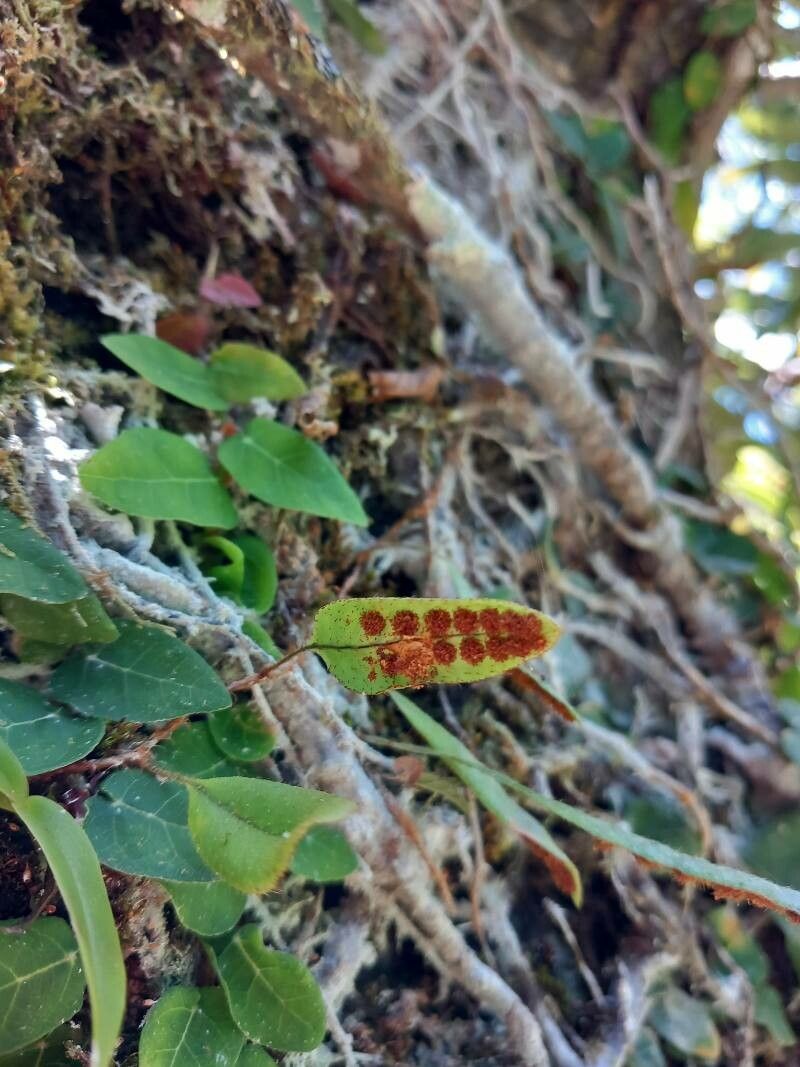 Microgramma piloselloides — houseplant care guide