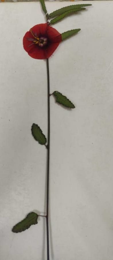 Pentapetes phoenicea other