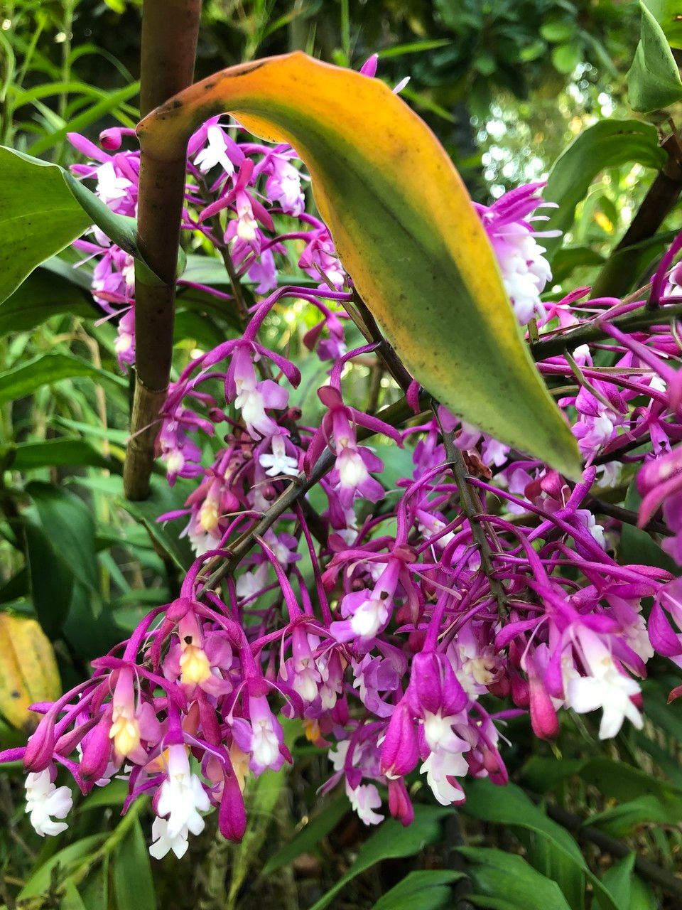 Epidendrum porphyreum fruit