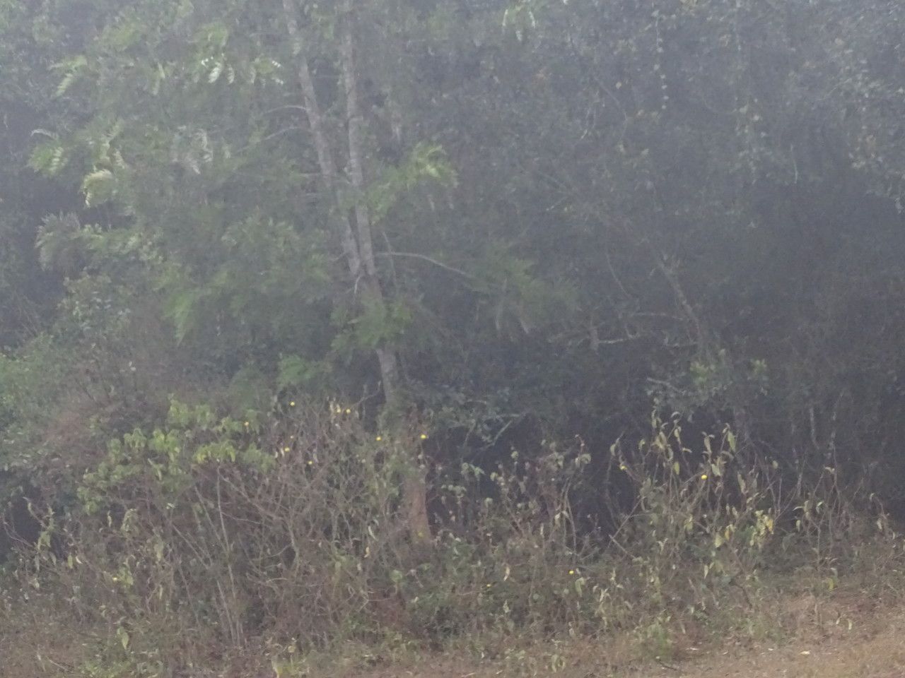 Solanum incanum fruit