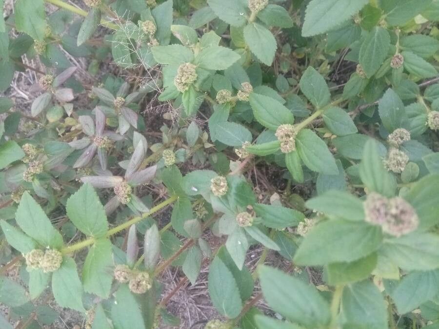 Alternanthera sessilis leaf