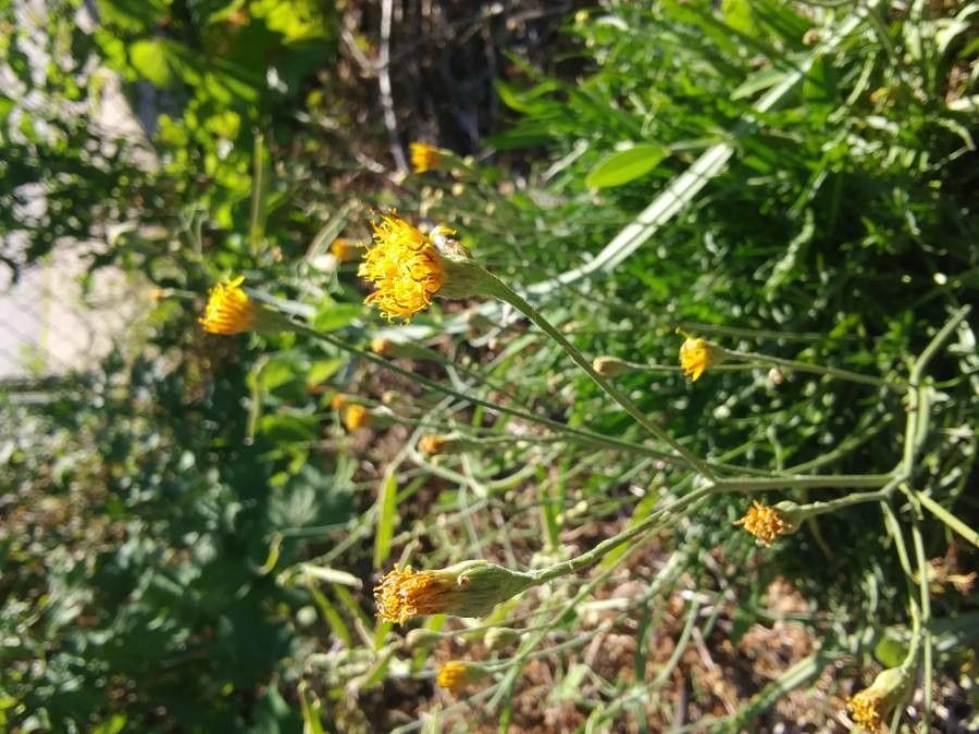 Bebbia juncea — search result for 'Compositae'