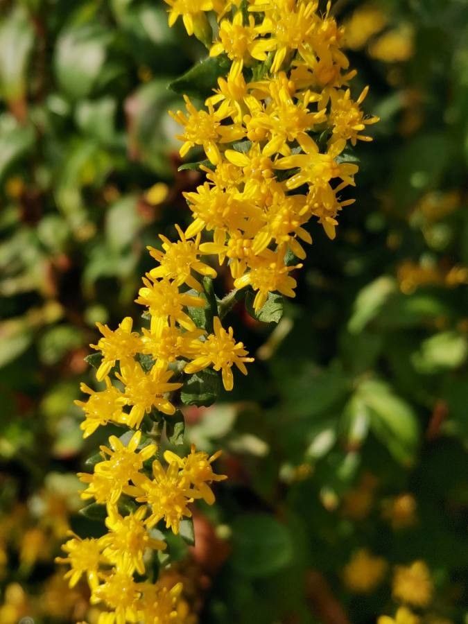 Solidago petiolaris flower