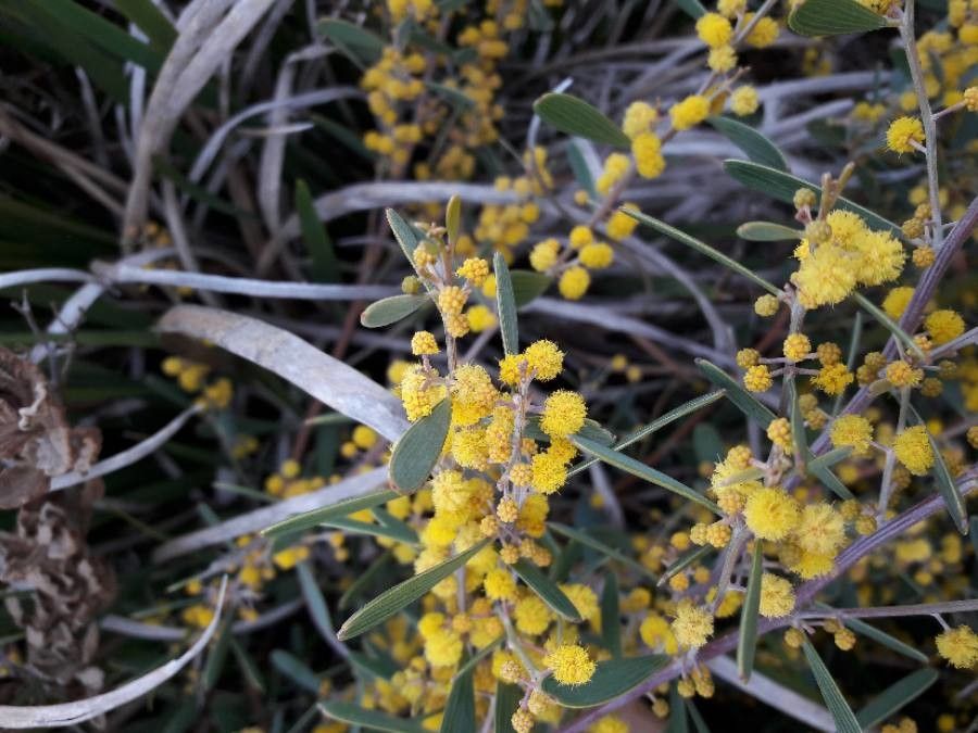Acacia redolens flower