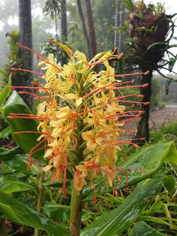 Hedychium gardnerianum flower