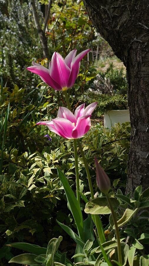 Tulipa didieri habit
