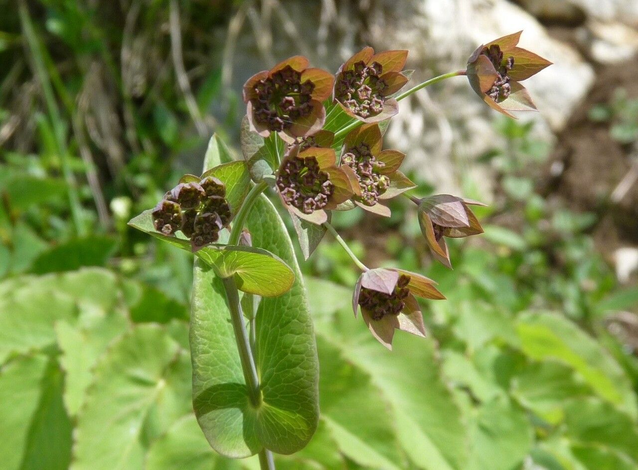 Bupleurum longifolium — search result for 'Bupleurum'