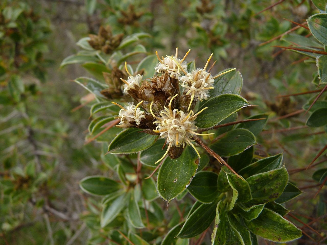 Dasyphyllum ferox — related species from the same genus