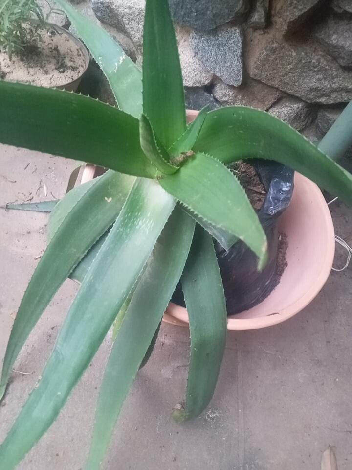 Aloe sheilae leaf