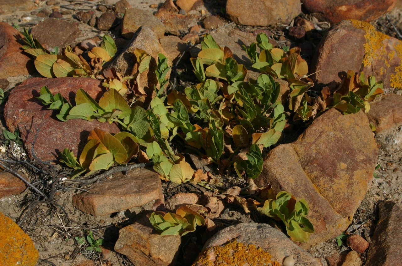 Aristolochia navicularis habit