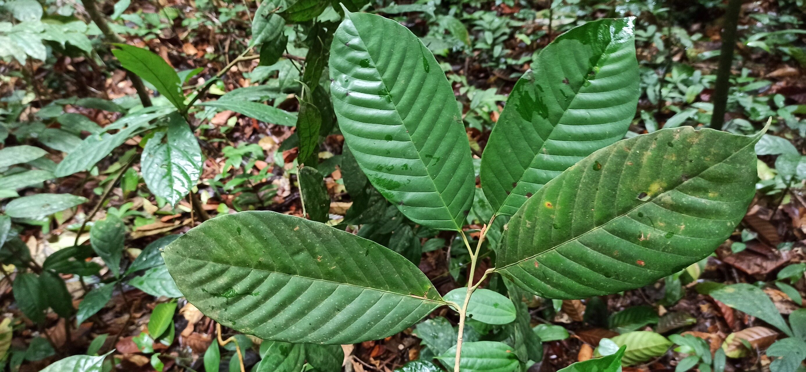 Coula edulis — search result for 'Gabon'