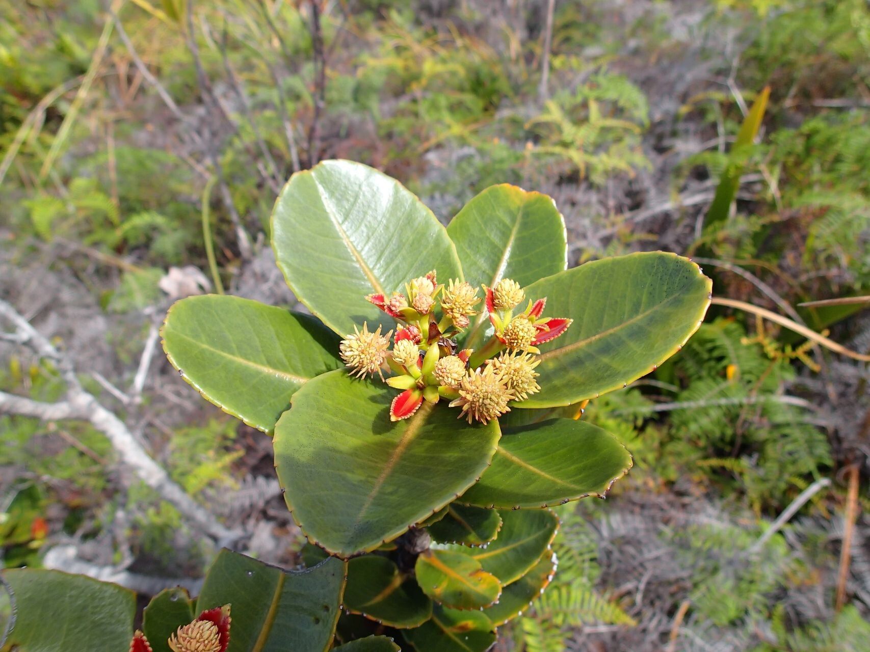 Pancheria calophylla — houseplant care guide